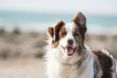 Animale de Companie
